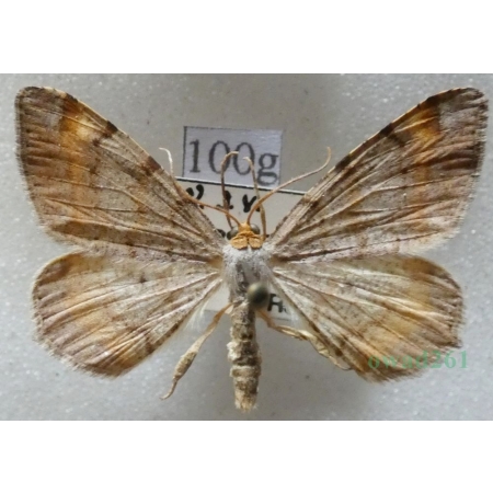 Macaria liturata (Clerck, 1759) male Witalnik sosnowiak Czech100g